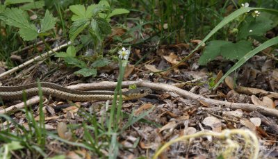 Garter Snake