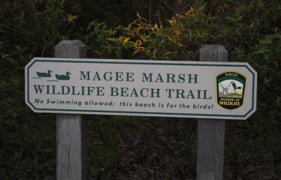 Head of the Magee Marsh trail