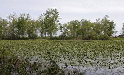 Magee Marsh