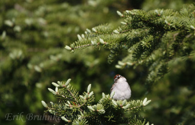 Chipping Sparrow, looking cute for the camera