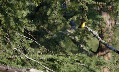 Mourning Warbler, preparing for a double boreal dismount, hoping to stick the landing.