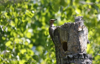 Female Northern Flicker at the cavity