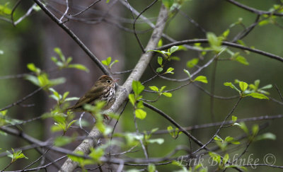 Morning Photoshoot with an Ovenbird