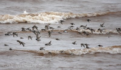 Side view of the shorebirds moving through