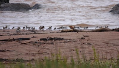 Shorebirds on the beach