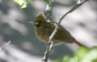 Recently-fledged Northern Cardinal