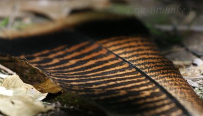 Wild Turkey Feather