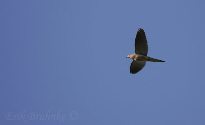 Mourning Dove