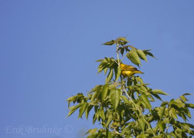 Camera-shy Yellow Warbler