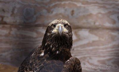 Pi, the Bald Eagle at the Raptor Center