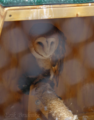 Barn Owl at the Raptor Center