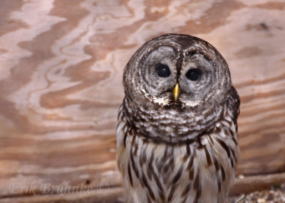 Barred Owl at the Raptor Center