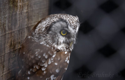 Boreal Owl at the Raptor Center