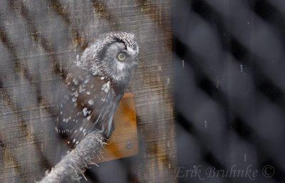 Boreal Owl at the Raptor Center