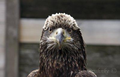 Pi, the Bald Eagle at the Raptor Center
