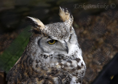 Great Horned Owl at the Raptor Center