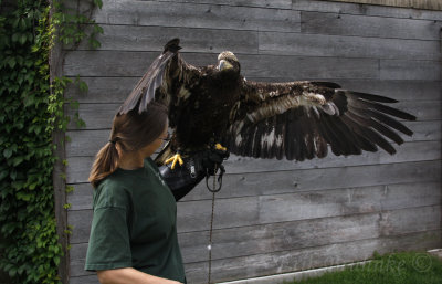 Pi LOVES to be out stretching his wings. Gail takes wonderful care of the birds at the Raptor Center!