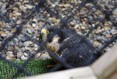 Peregrine Falcon at the Raptor Center