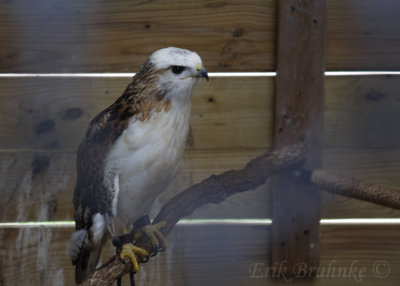 Krider's Red-tailed Hawk at the Raptor Center