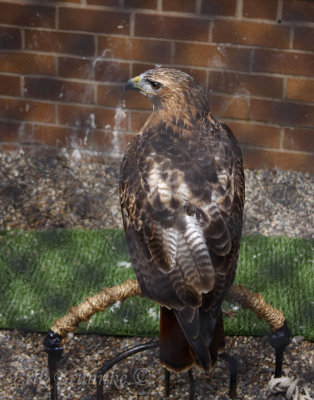 Red-tailed Hawk at the Raptor Center