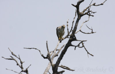 Broad-winged Hawk (juvenile) keeping watch