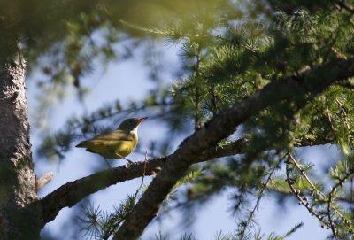 Connecticut Warbler!