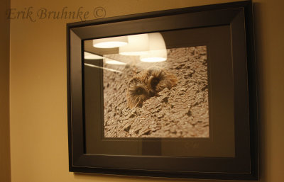 My Northern Saw-whet Owl photo, hanging up in the Alesche's Lodging near Sax-Zim!