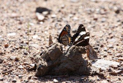Viceroy and White Admiral