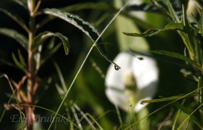 Calla lily