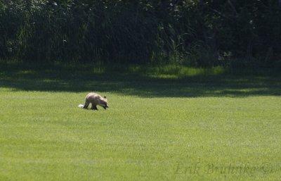 Little fox, trotting around the open field looking for rodents