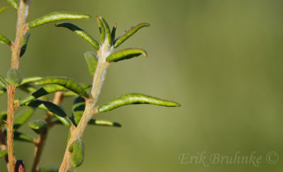 Labrador Tea