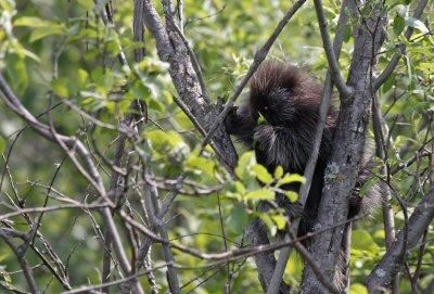 Porcupine