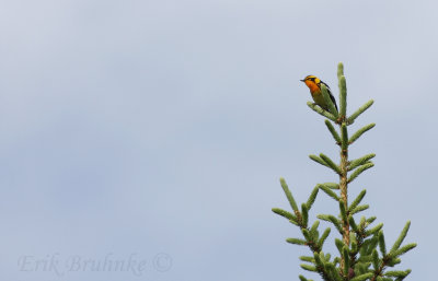 Blackburnian Warbler (male)