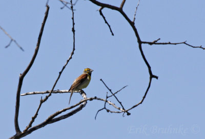 Dickcissel