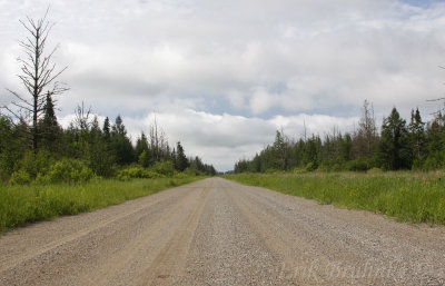 Bog Habitat