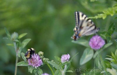 Tiger Swallowtail and bee