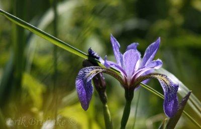 Iris in the bog