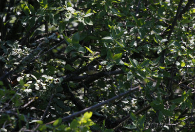 Can you find the American Redstart?