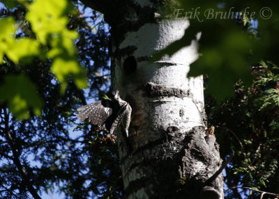 Yellow-bellied Sapsucker (female) at the cavity
