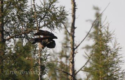 Great Gray Owl about to dive off!