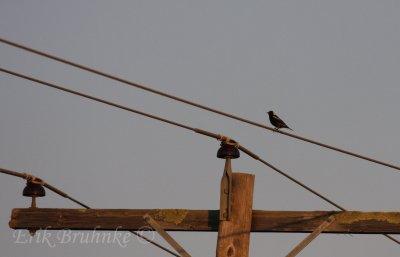 Bobolink male