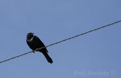 Brewer's Blackbird