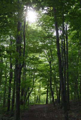 The trails of Bagley Nature Area