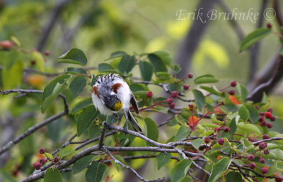 Chestnut-sided Warbler preening