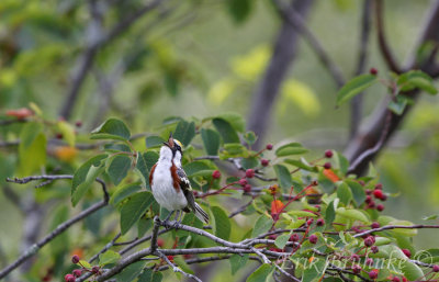 Chestnut-sided Warbler singing