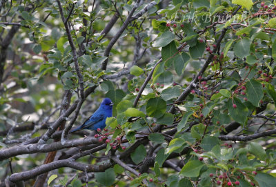 Indigo Bunting... one of the few birds that makes the sky look dull