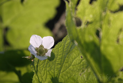 Thimbleberry flower, don't be shy