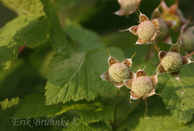 Thimbleberries are on their way!