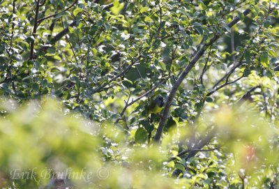 Mourning Warbler... can you find him?