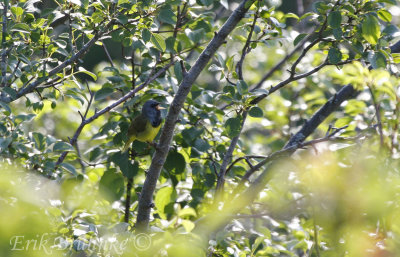 Here is the Mourning Warbler